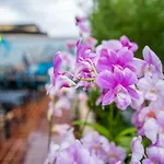 The Orchid House 153