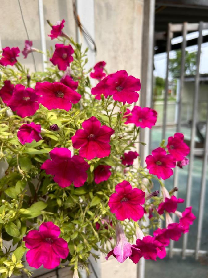 Apartment Summer Apartel *