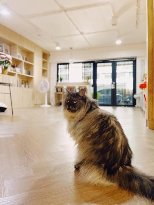 Double Studio, Private Bath & Balcony, Shared Kitchen With Local Family By Pillows & Purrs