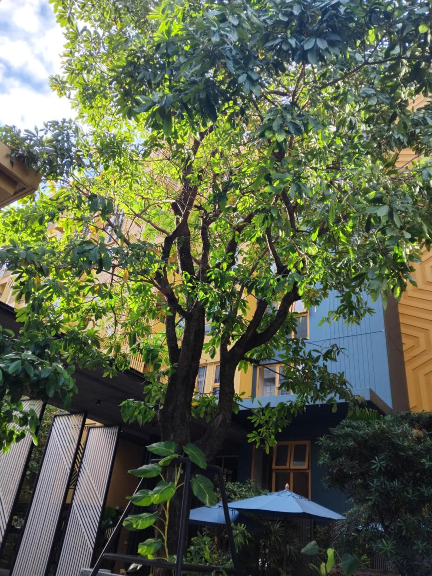 Brissluxe At Bts Onnut Sukumvit 50 Apartment