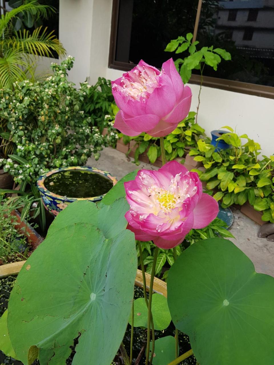 Win Mansion motel Bangkok
