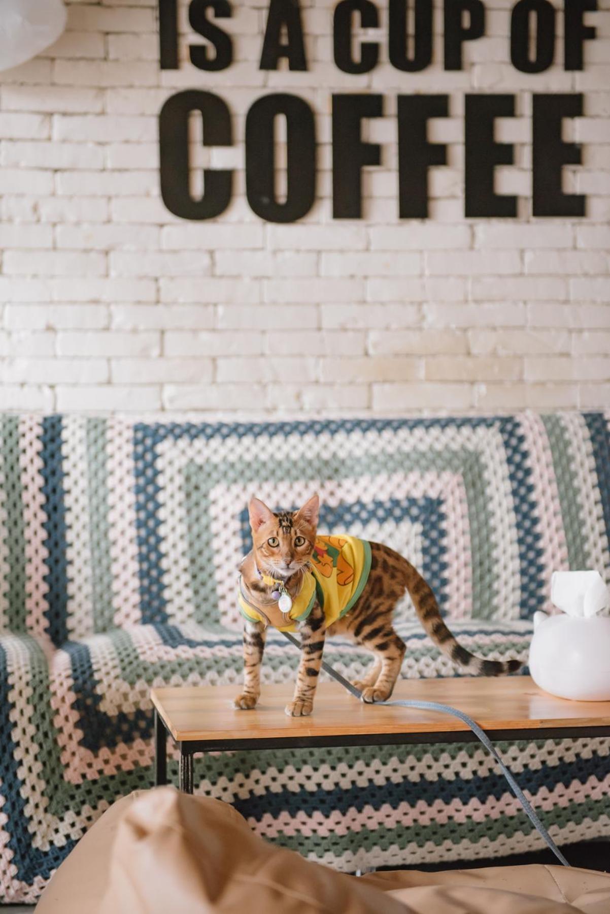 Cazz Cafe And *