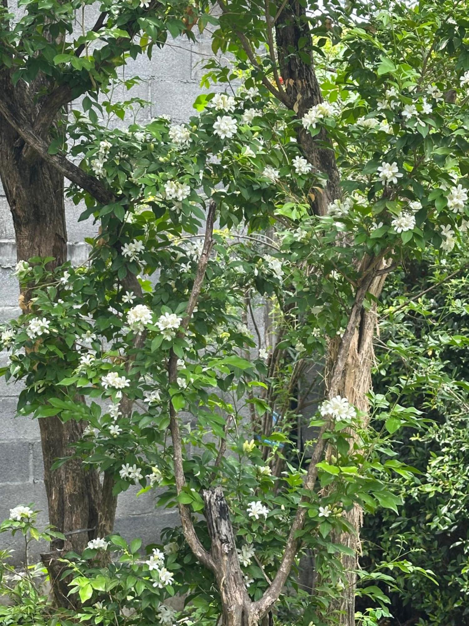 Hotel Baan Debtida
