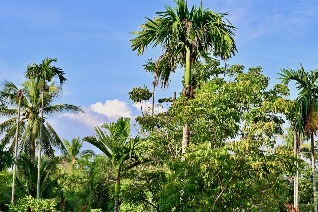 Resort Coconut Lane